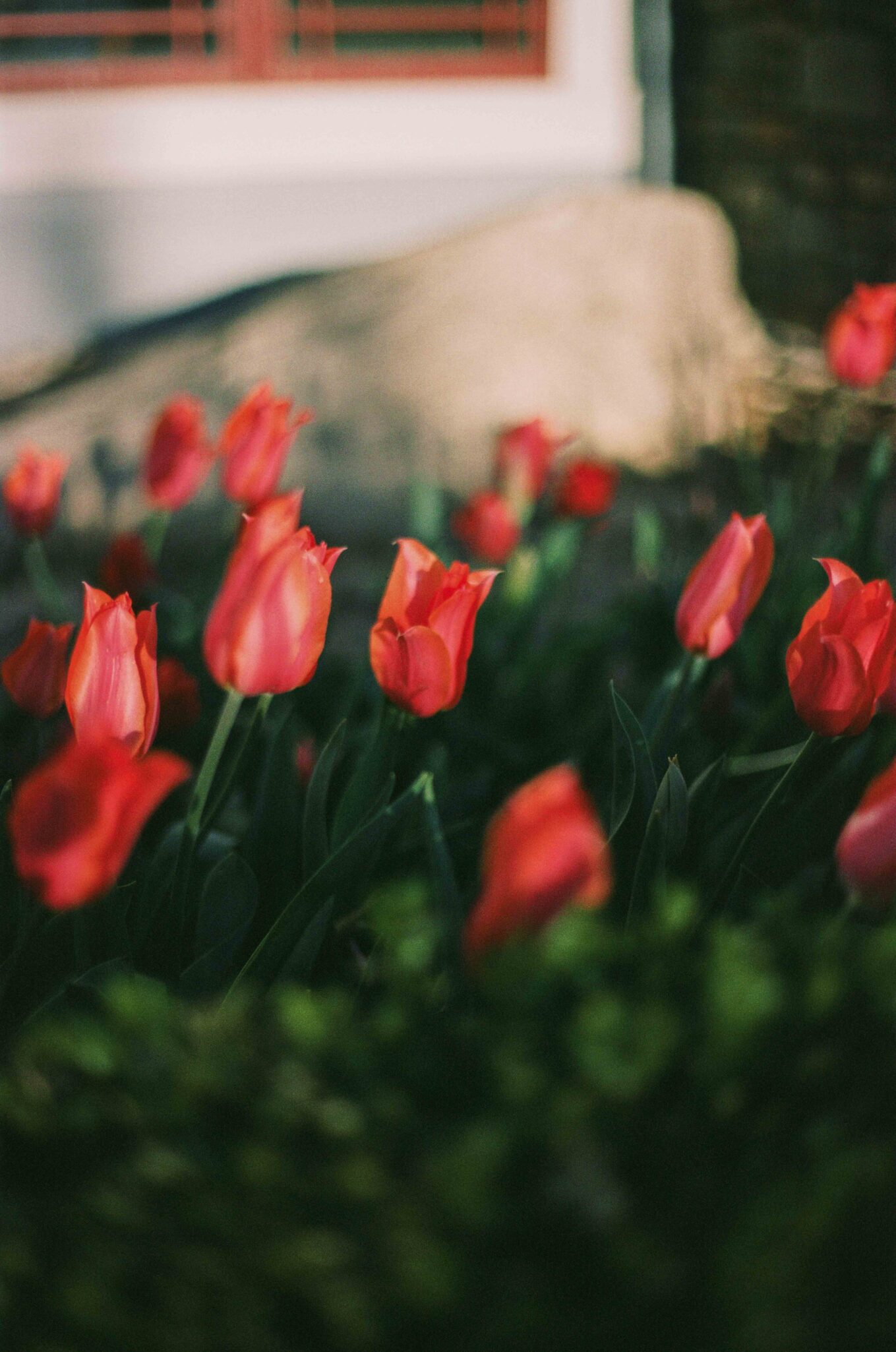 35mm film photography of tullips in asheville, nc