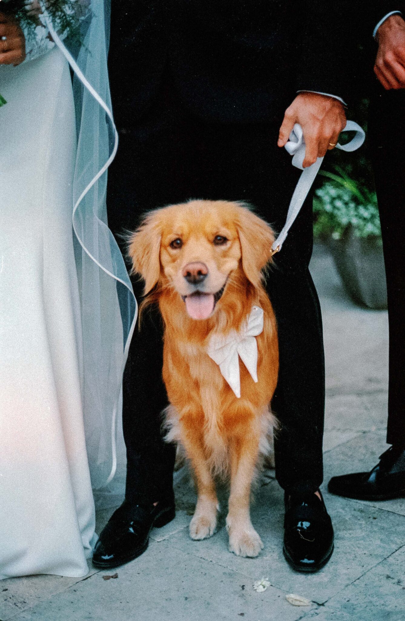 asheville wedding photographer A golden retriever wearing a white bow sits between two people dressed in formal black attire, one holding its leash. Captured on film photography, the scene radiates timeless charm—perfect inspiration for Biltmore Estate weddings.