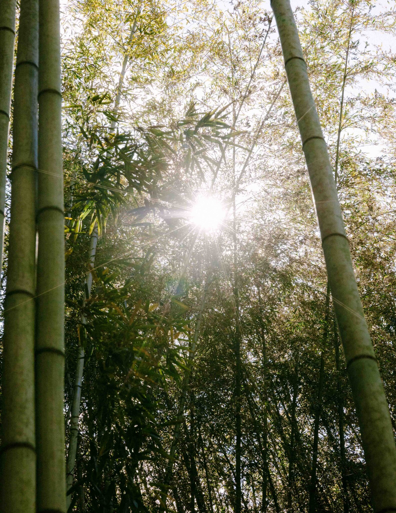Sunlight shines through tall bamboo stalks and dense green foliage, creating a bright, dappled effect in a lush forest setting.