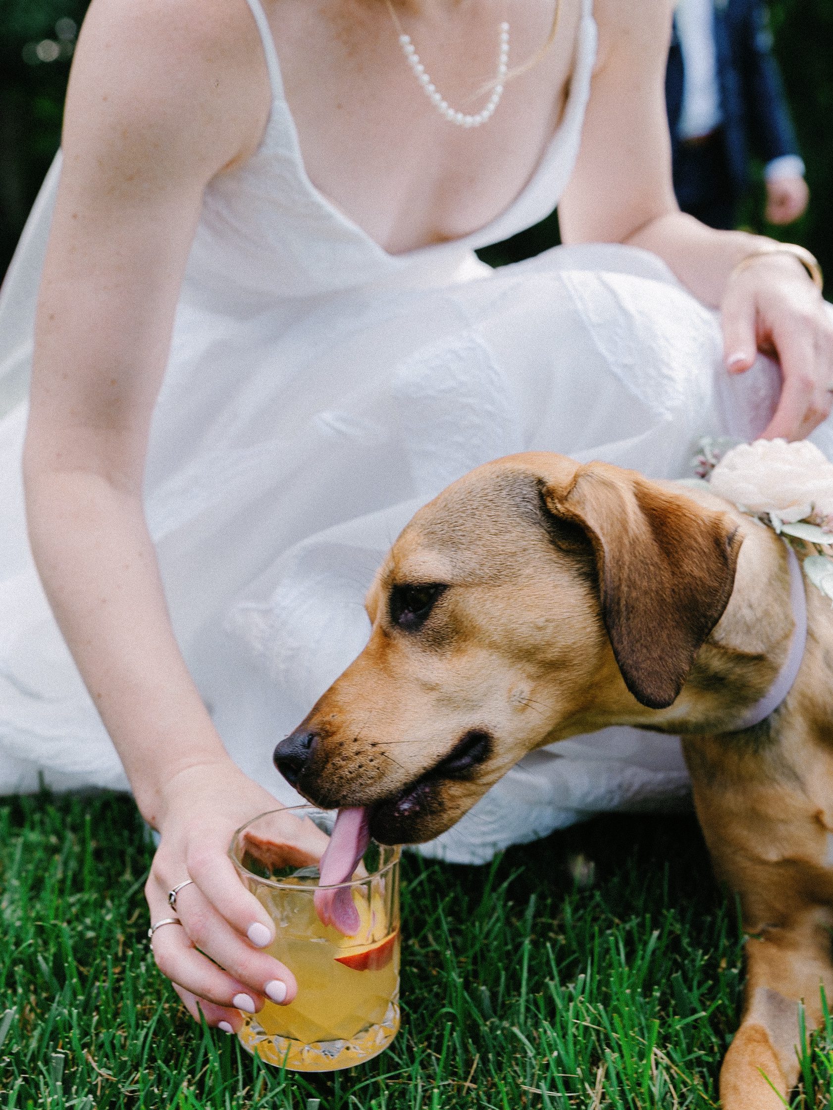 Bride crouching beside a dog reaching toward her glass