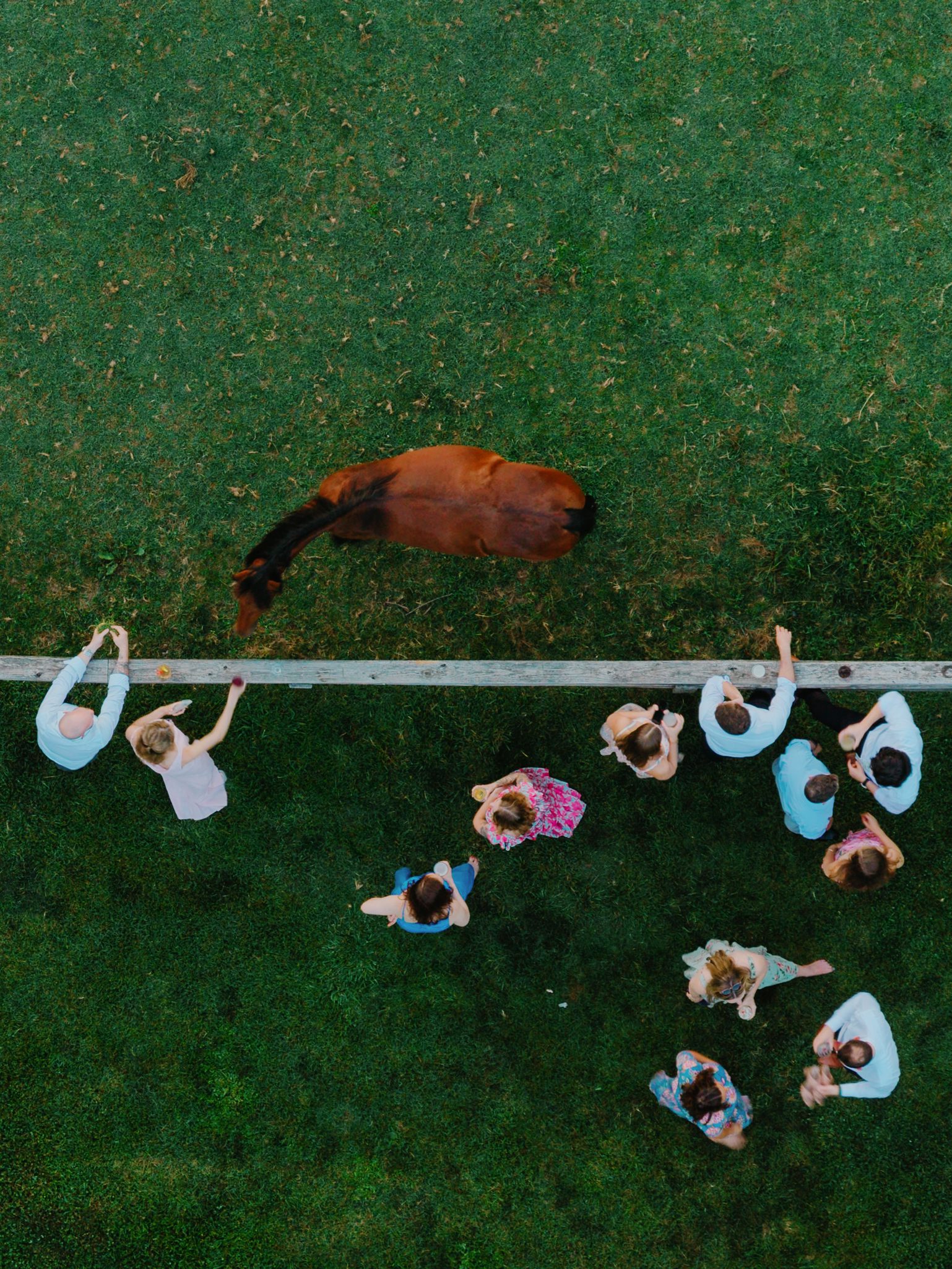 Overhead view of a horse and wedding guests along the fence