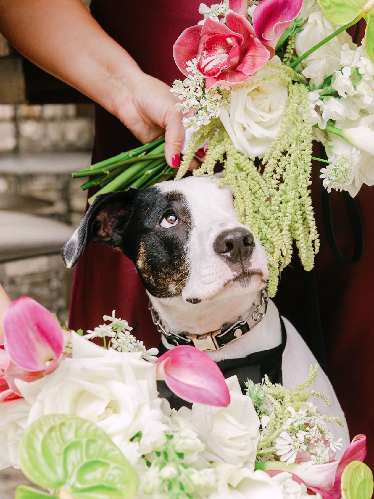 A black and white dog wearing a black bowtie collar looks up at a person holding a large wedding bouquet.